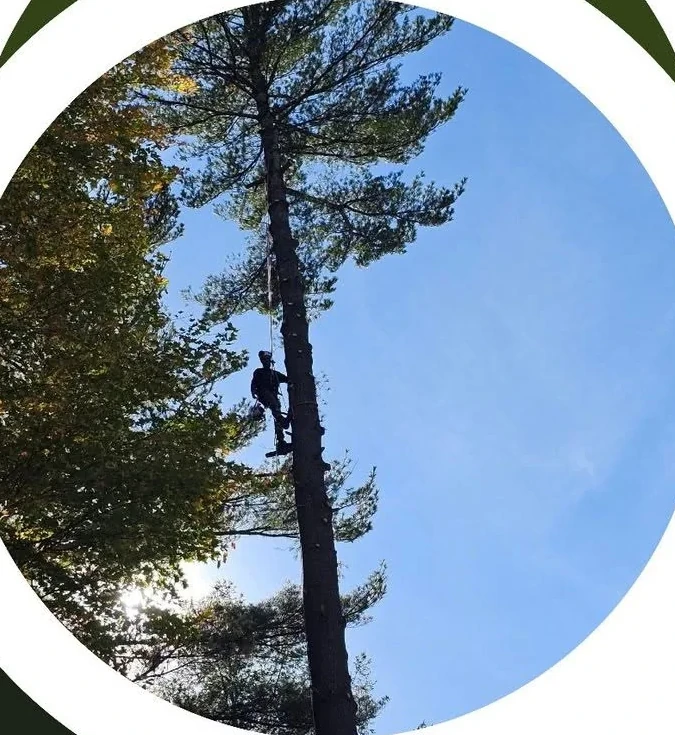 Tree worker climbing a tall pine tree