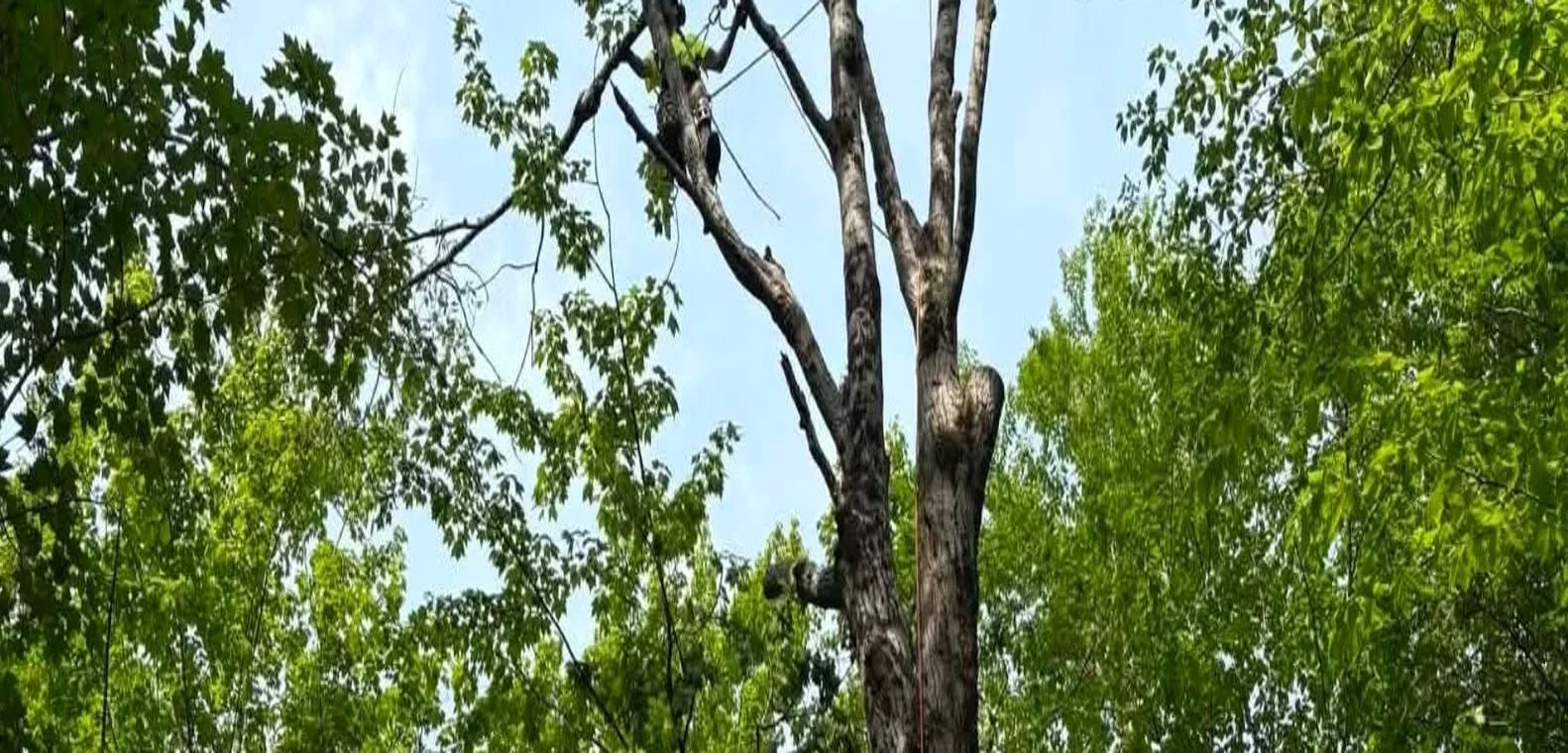 Tree service work on a mature tree in St. Lawrence County