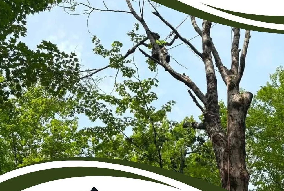 Tree canopy and tree service work