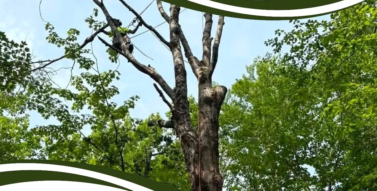 Mature tree surrounded by green foliage